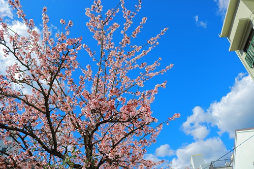 熱海桜が咲いています♪