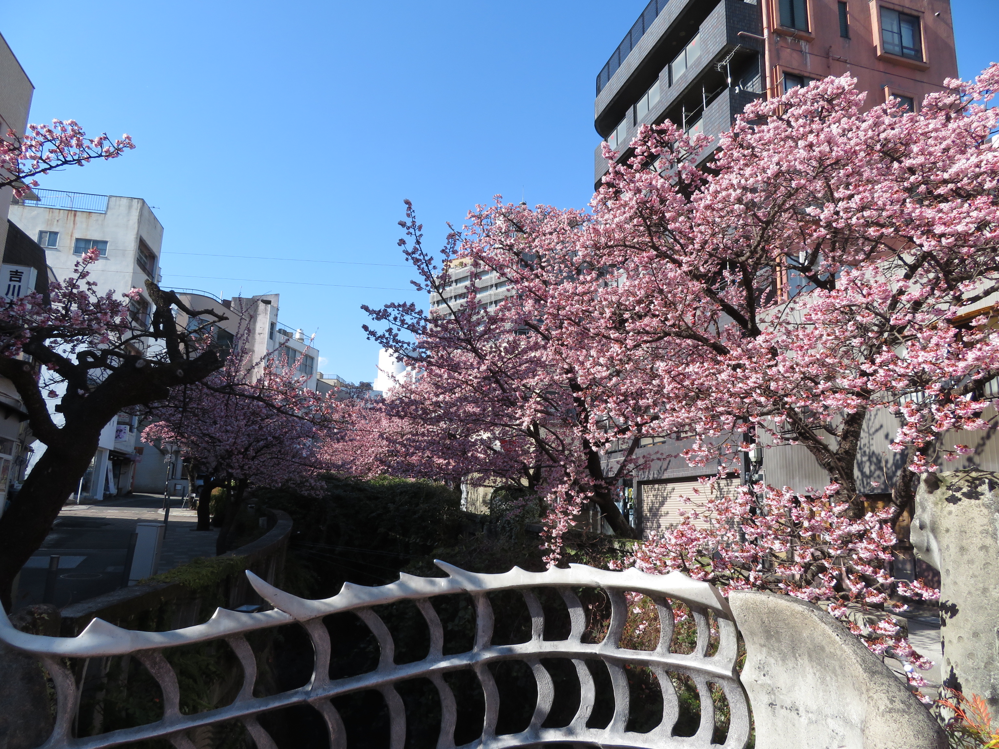 糸川「桜まつり」～ひと足早い熱海の春その②～